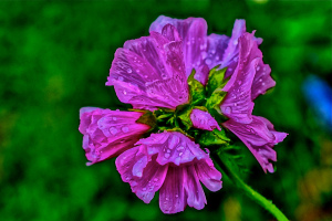 A wild flower bouquet after a summer afternoon rain. . . HDR photography